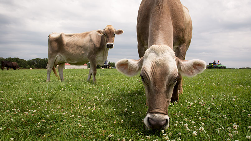 GunterFarms_0030_806x453px.jpg GunterFarms_0030_806x453px.jpg