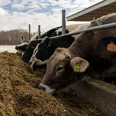 WHAT DO DAIRY COWS EAT? WHY THEIR DIET MATTERS FOR MILK QUALITY