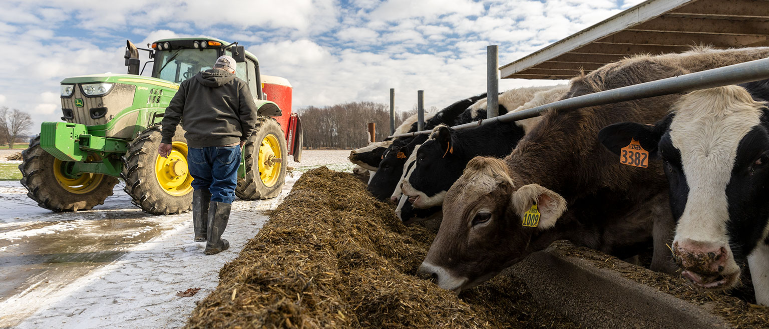 WHAT DO DAIRY COWS EAT? WHY THEIR DIET MATTERS FOR MILK QUALITY