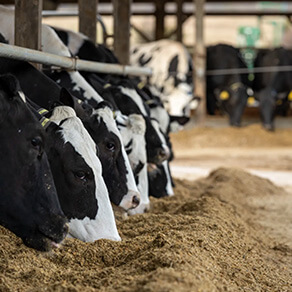 Dinnertime for the cows
